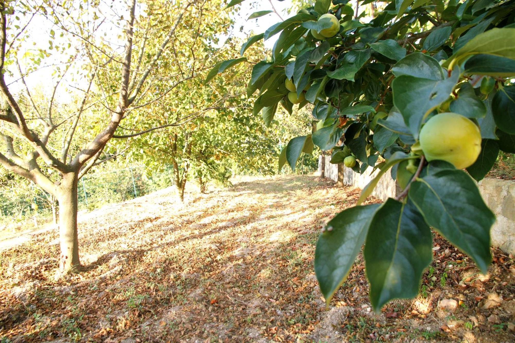 Villa Bizim Ev Sapanca Esterno foto